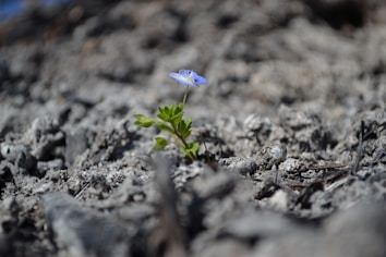 A small purple flower with green leaves grows amidst a rugged, rocky terrain. The background is blurred, emphasizing the solitary flower as a focal point, symbolizing resilience and growth.