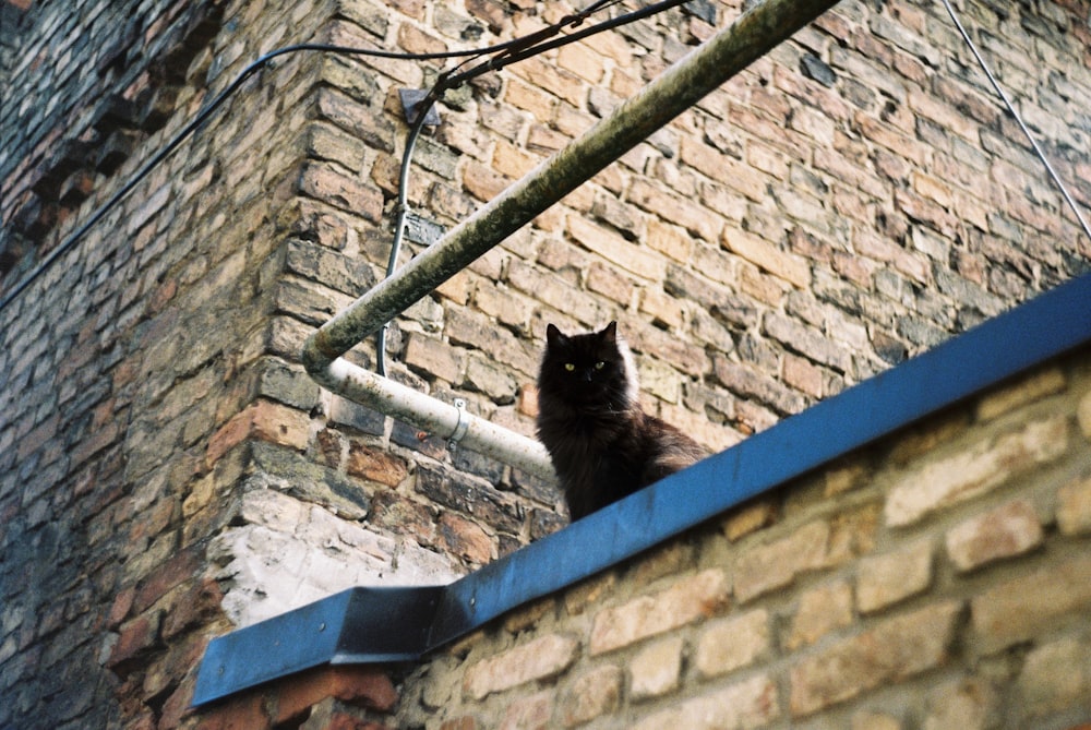 short-fur black cat on wall