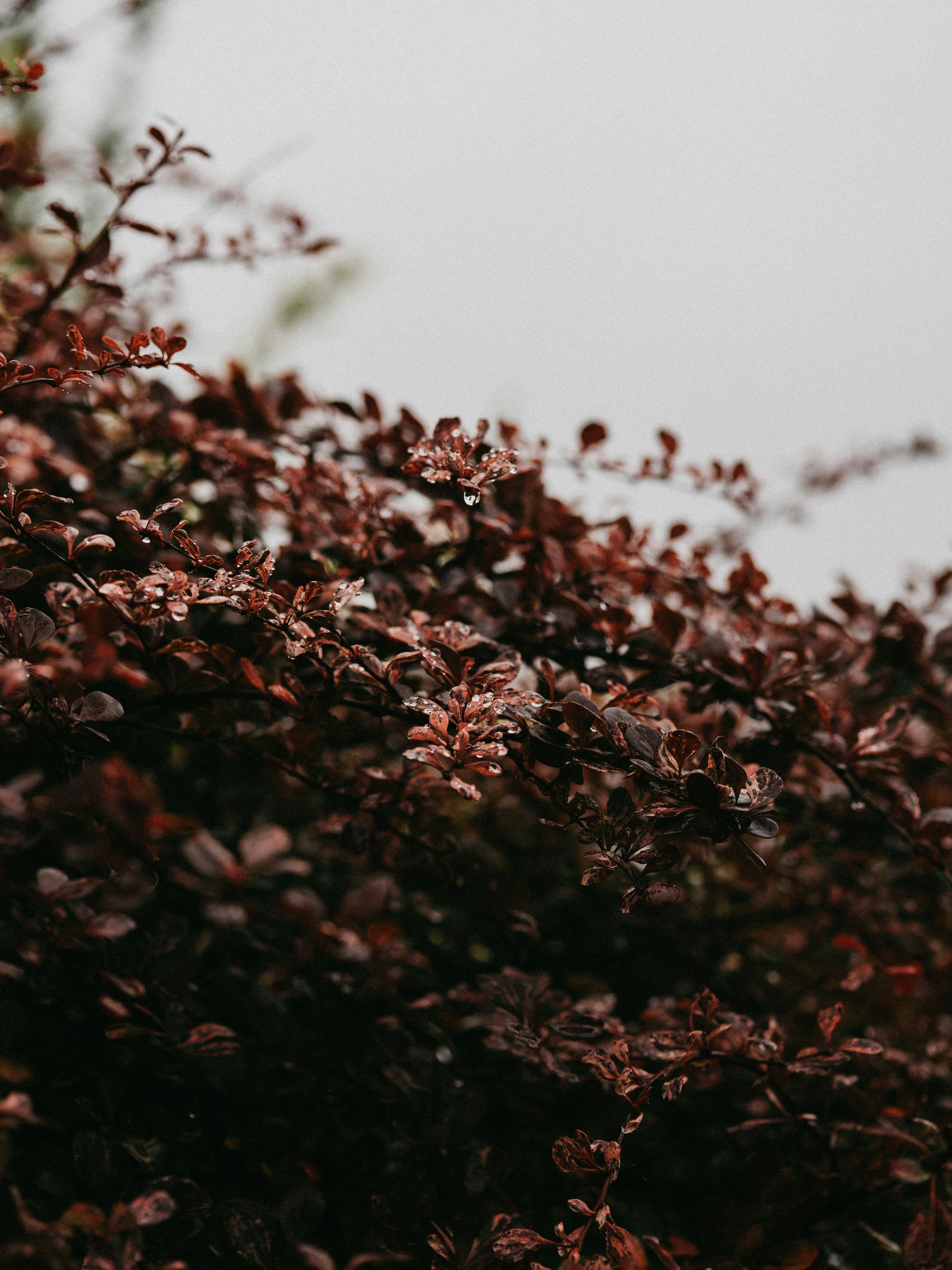 Photo by anniespratt