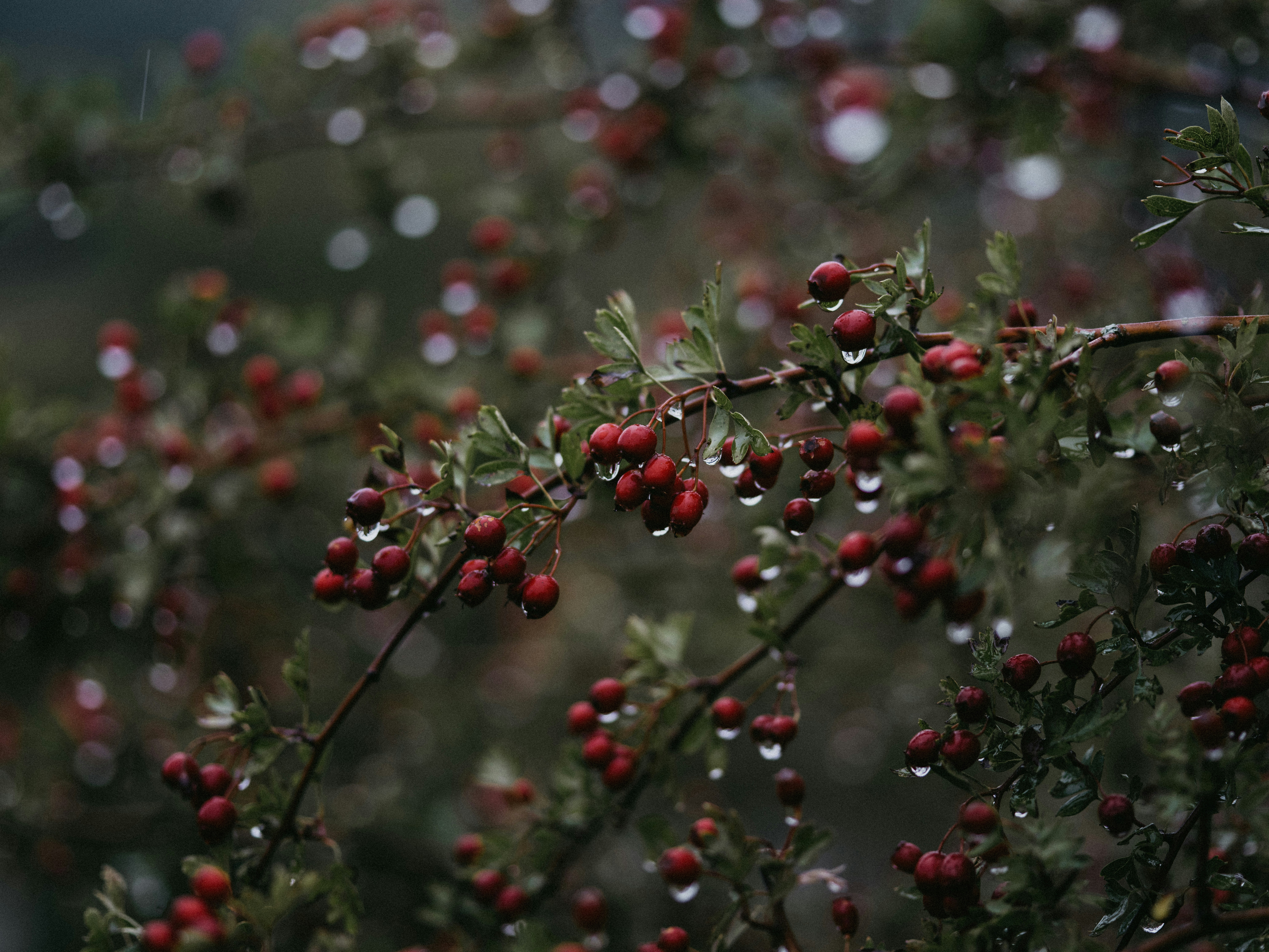 Photo by anniespratt