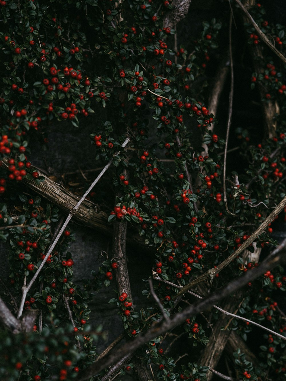 red berries