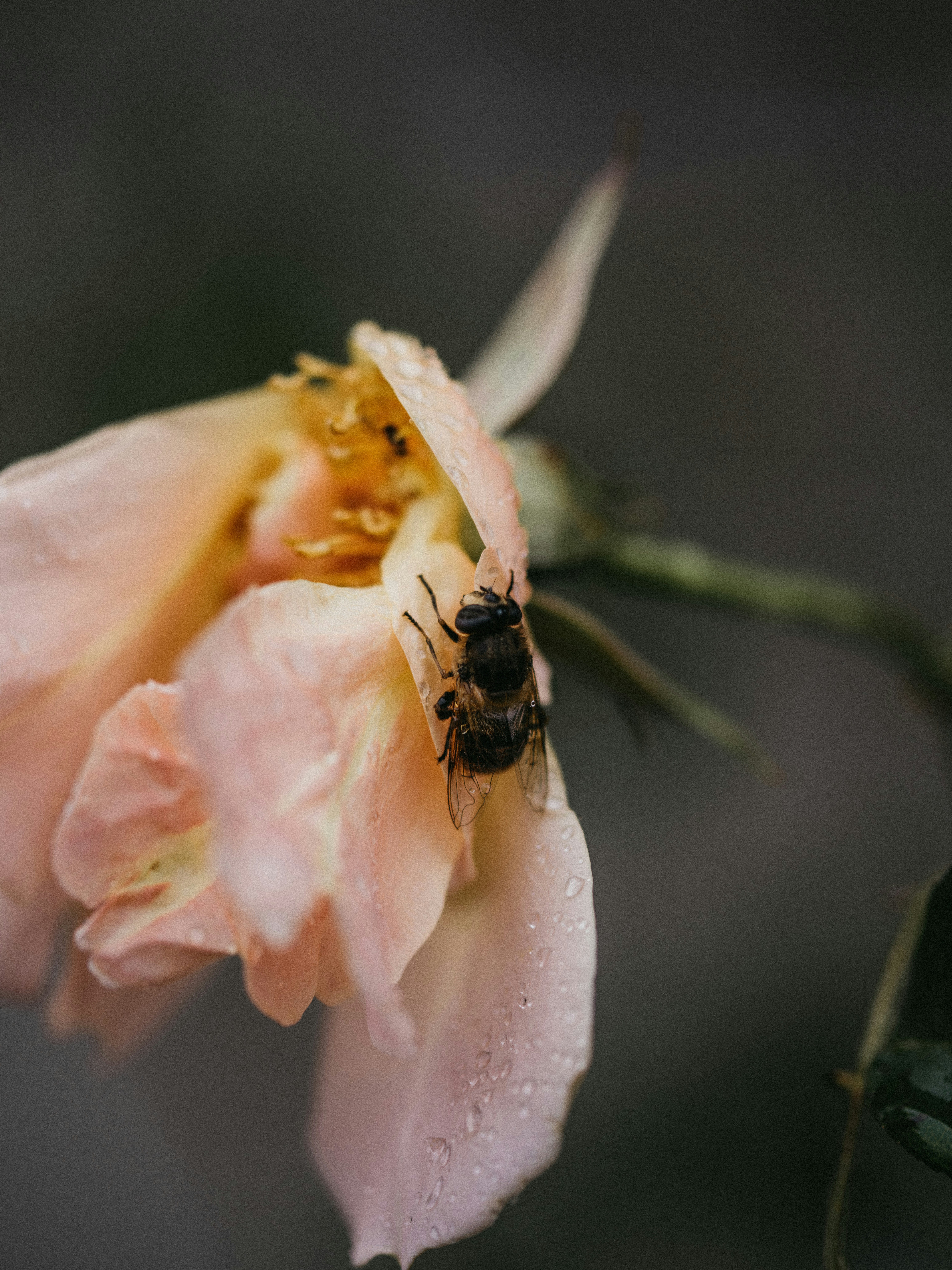 Photo by anniespratt