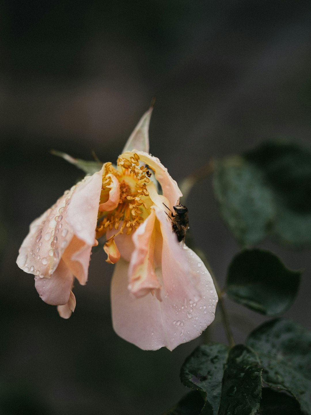 close up photography of insect perching on pink petaled flower