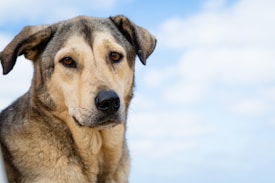 A close-up of a mixed-breed dog with a light brown and black fur coat, looking directly at the camera. Its expression is attentive and mild, with a backdrop of a partly cloudy blue sky.