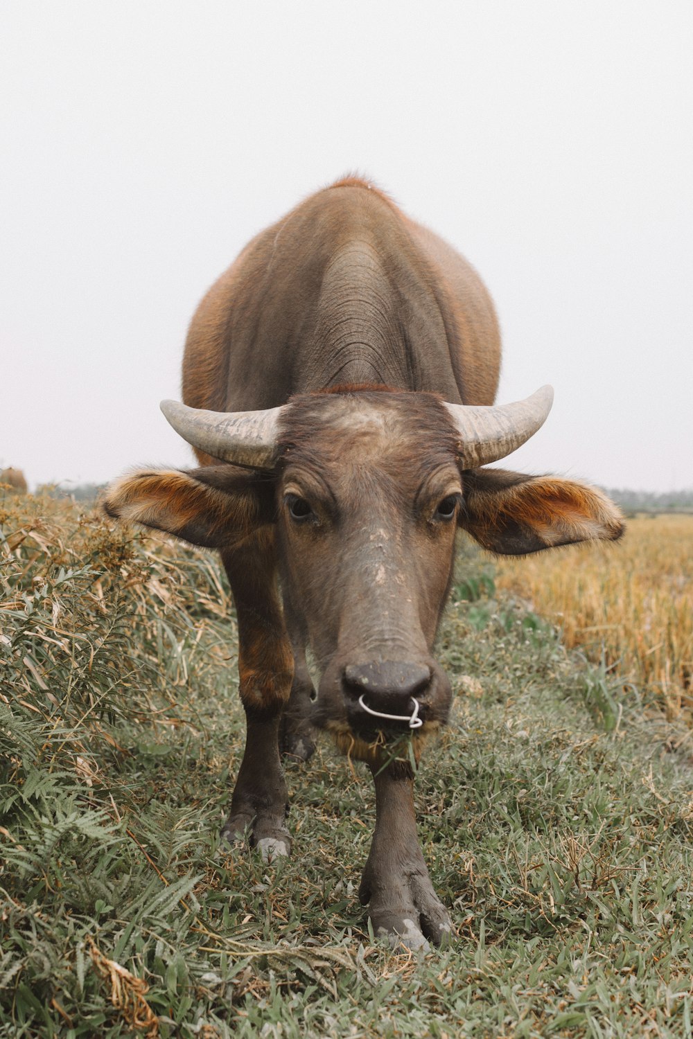 brown water buffalo