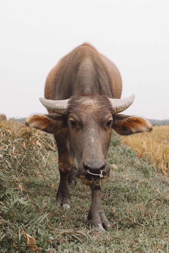 brown water buffalo in Ninh Bình Vietnam