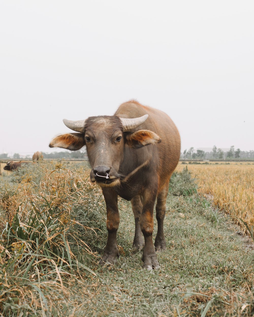 Bufalo d'acqua nera