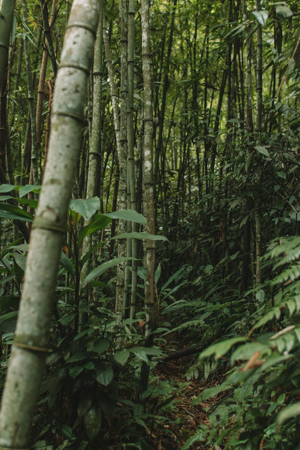 bamboo trees