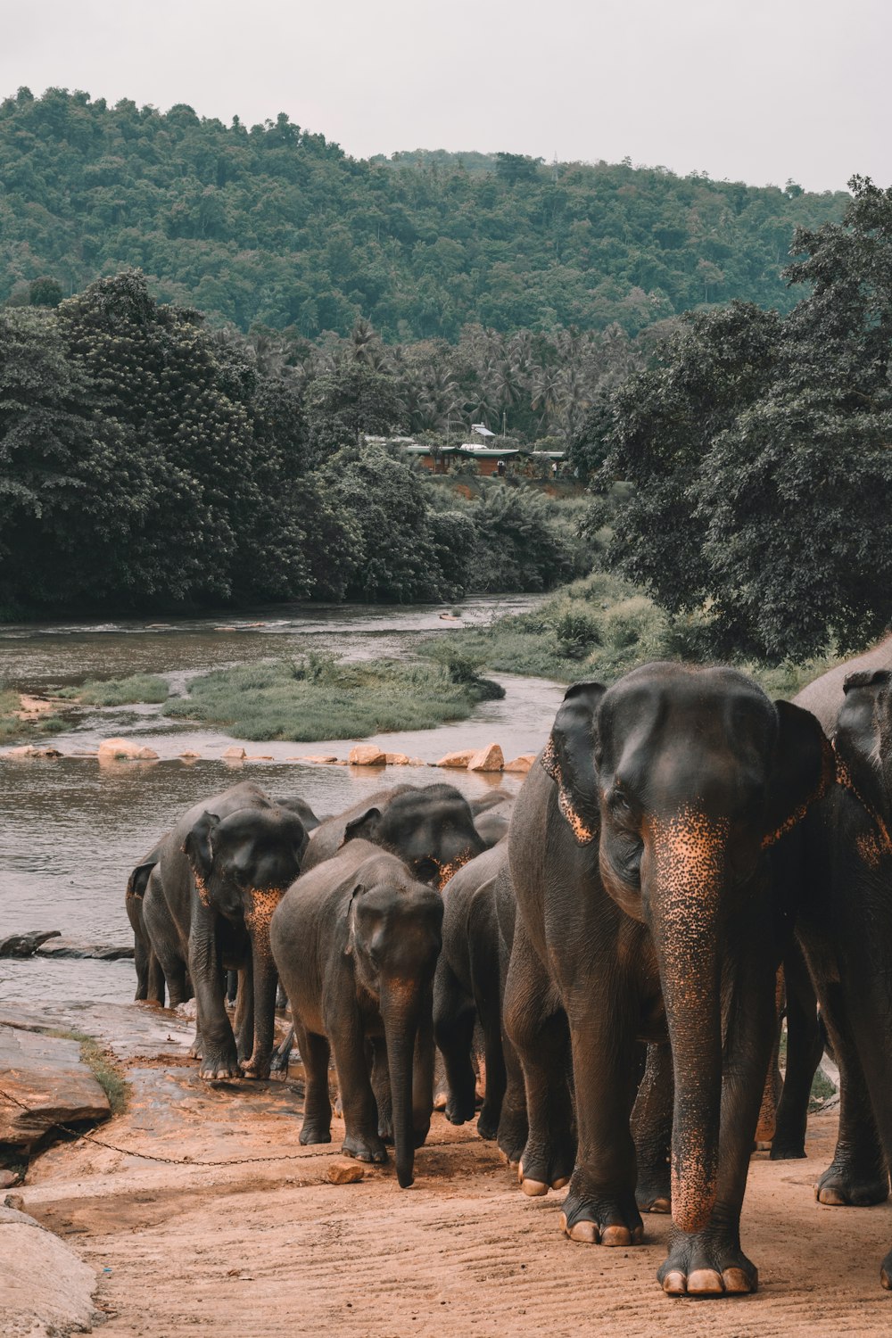 Foto de enfoque superficial de elefantes negros