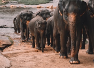 shallow focus photo of black elephants