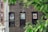 A brick building facade with three windows displaying political posters. The first window has a poster with the phrase 'LOCK HIM UP!' featuring a man. The second window shows 'NATIONAL RUSSIAN ASSET,' and the third window has a poster with the text 'PUTIN'S USEFUL IDIOT' alongside a man's face. Green foliage partially obscures the view.