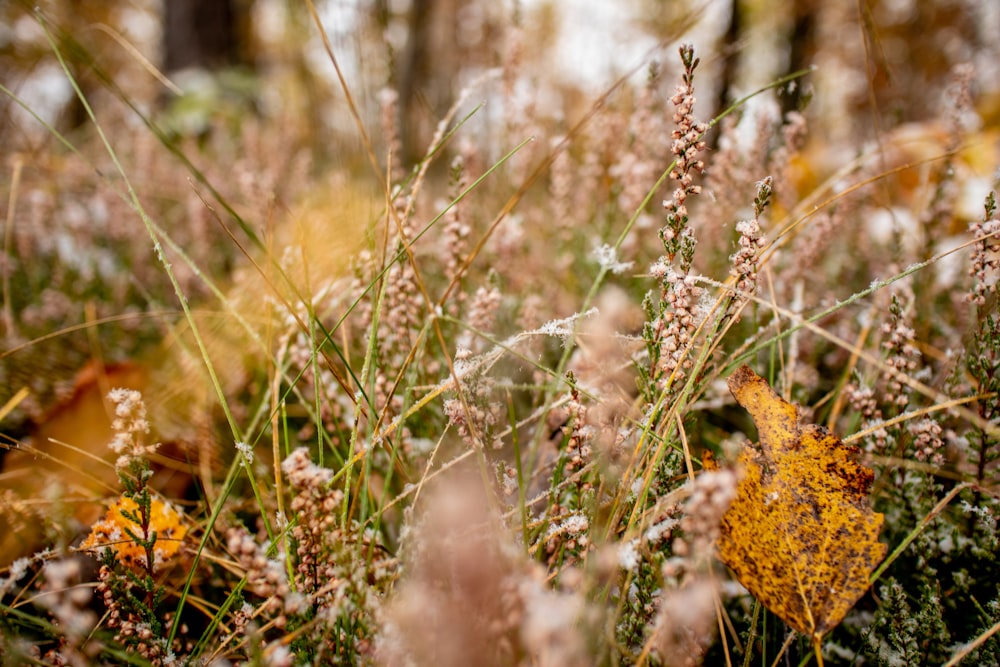 green grass