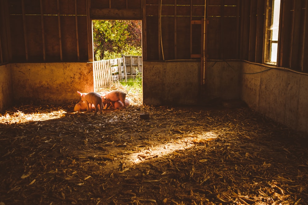 white pig on the shed