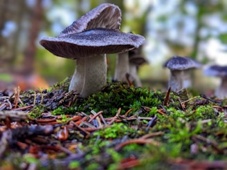 Several mushrooms are growing on a forest floor covered in moss and pine needles. The focus is on a prominent mushroom with a wide cap and thick stem, surrounded by a blurred background of other mushrooms and foliage.