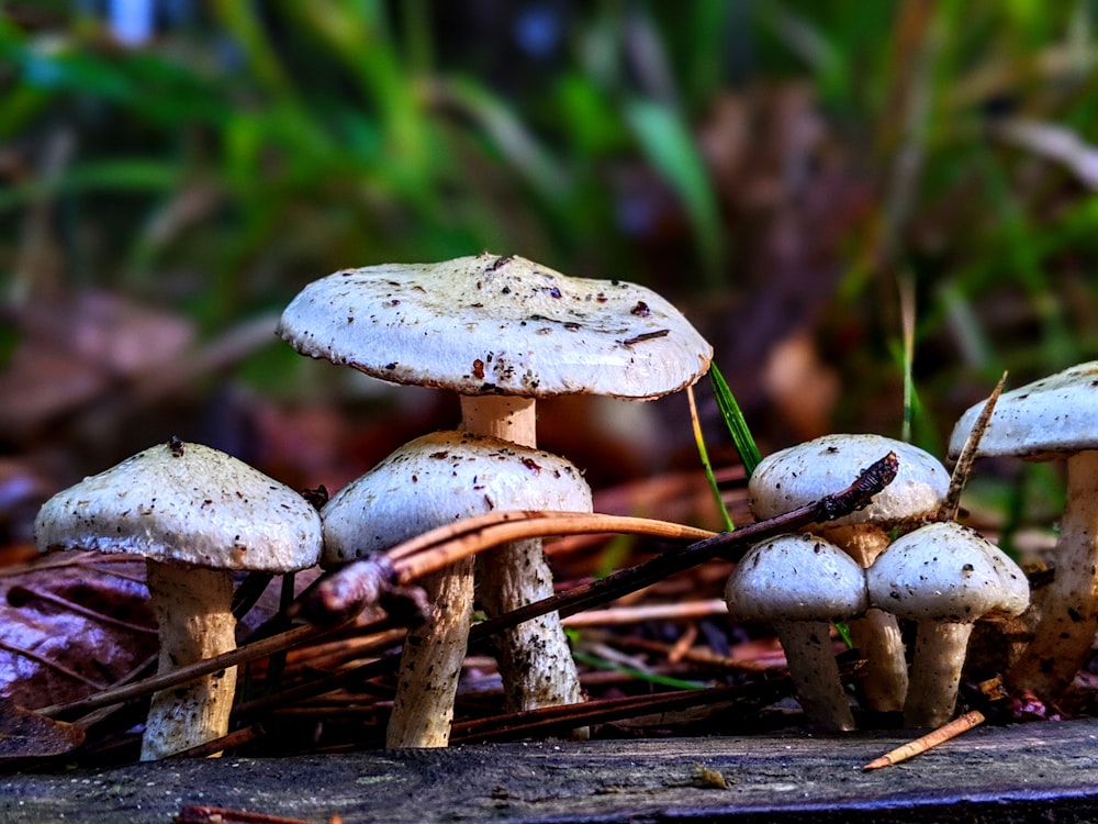 brown mushroom