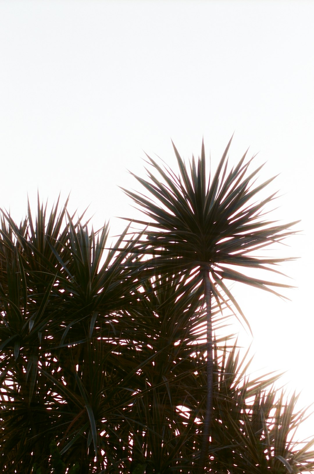 green elongated-leaf tree