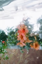 Delicate orange flowers are intertwined with green leaves in a soft, dreamy setting. There is an air of serenity and calmness, with light filtering through from above, creating an ethereal glow around the blossoms.