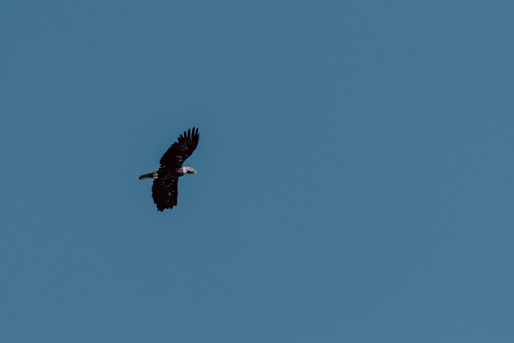 bald eagle flying during daytime
