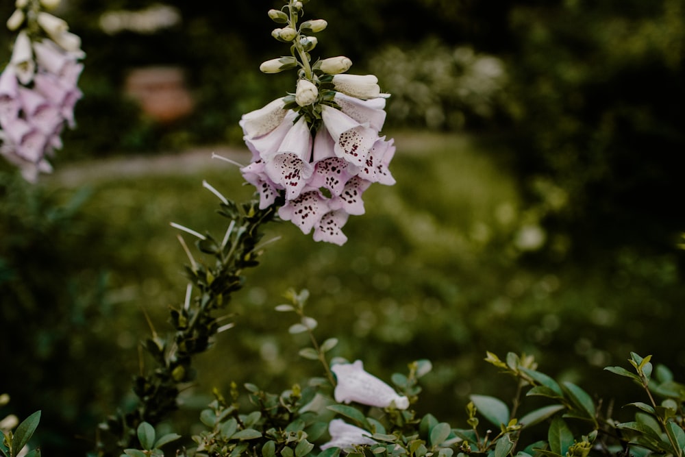 Weiße Blüten tagsüber