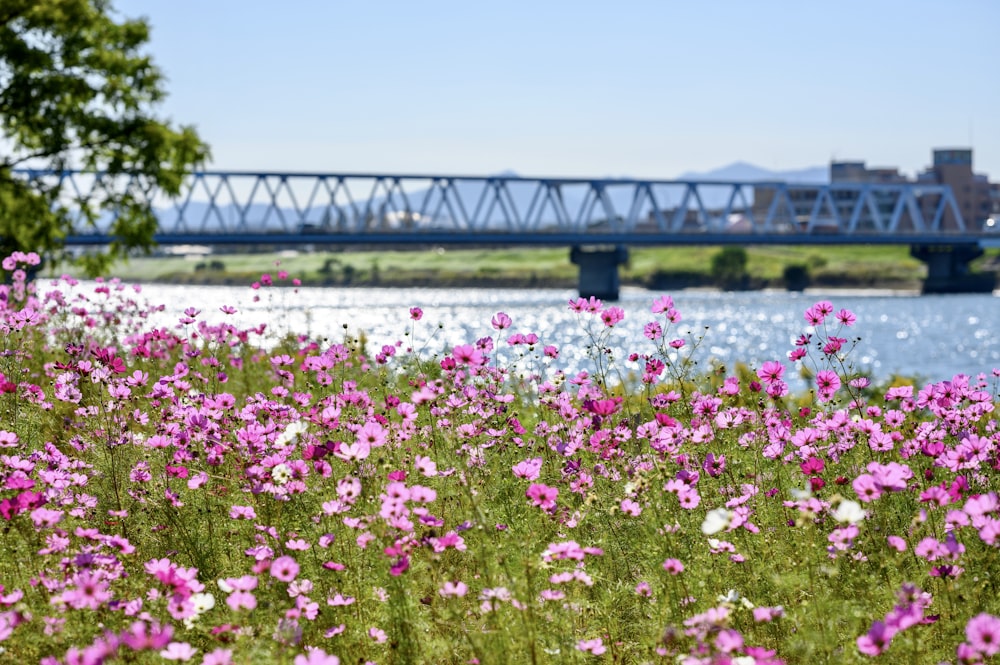 pink flower field during daytime