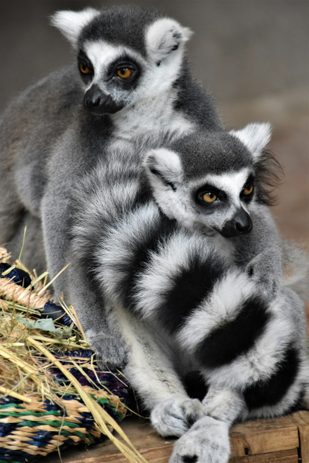 two ring-tailed lemurs sitting