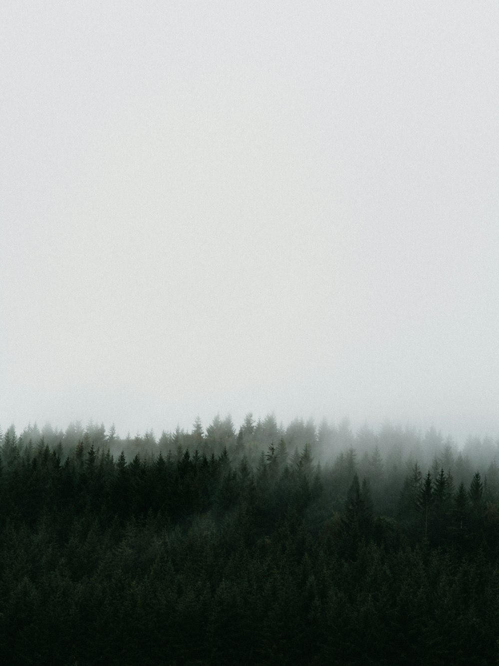 forest with fog