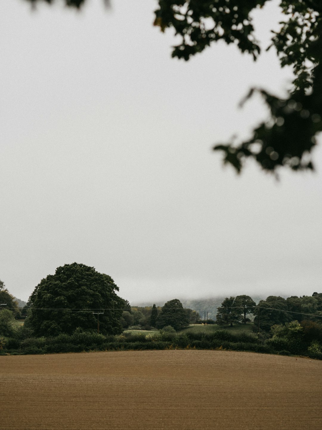 aerial photography of brown field surrounded with tall and green trees during daytime