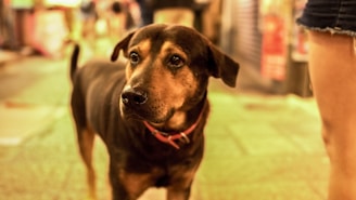 A brown and black dog with a red collar is standing attentively on a brightly lit street. The background shows an out-of-focus urban environment with warm lighting that suggests evening or night time. To the right, part of a person's leg is visible, indicating that the dog might be with a human companion.