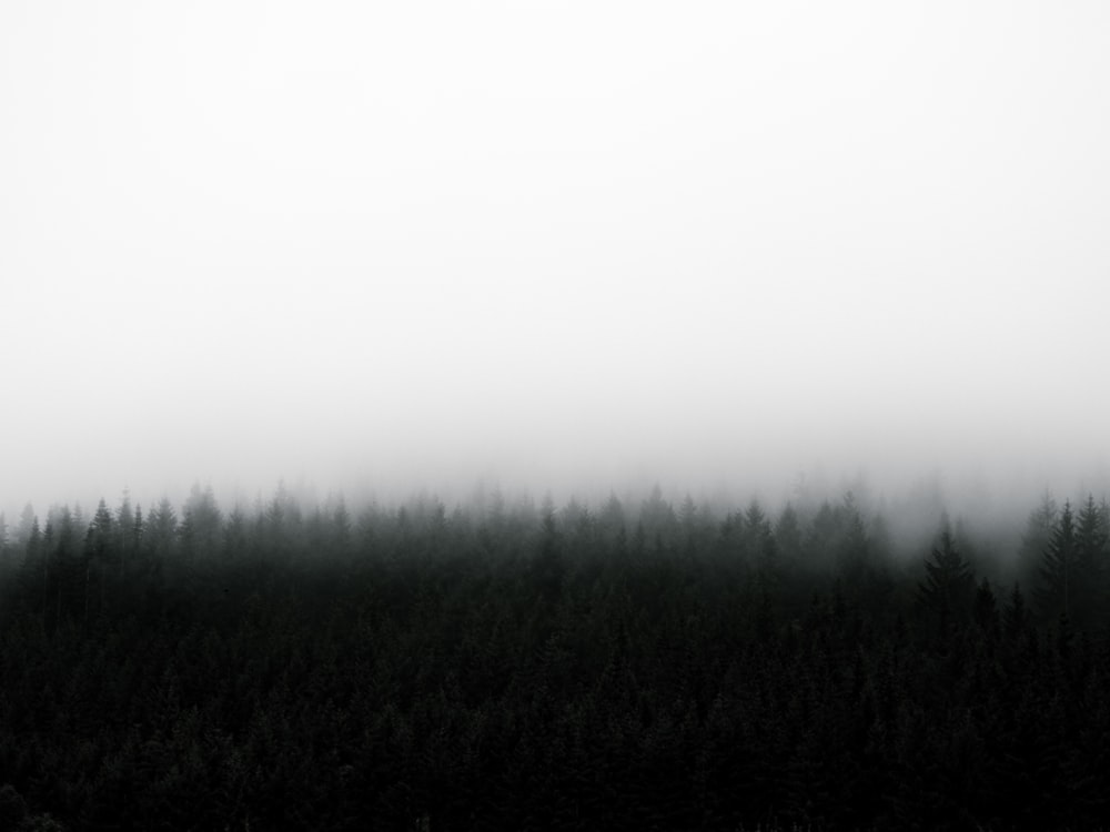 green-leafed trees during daytime