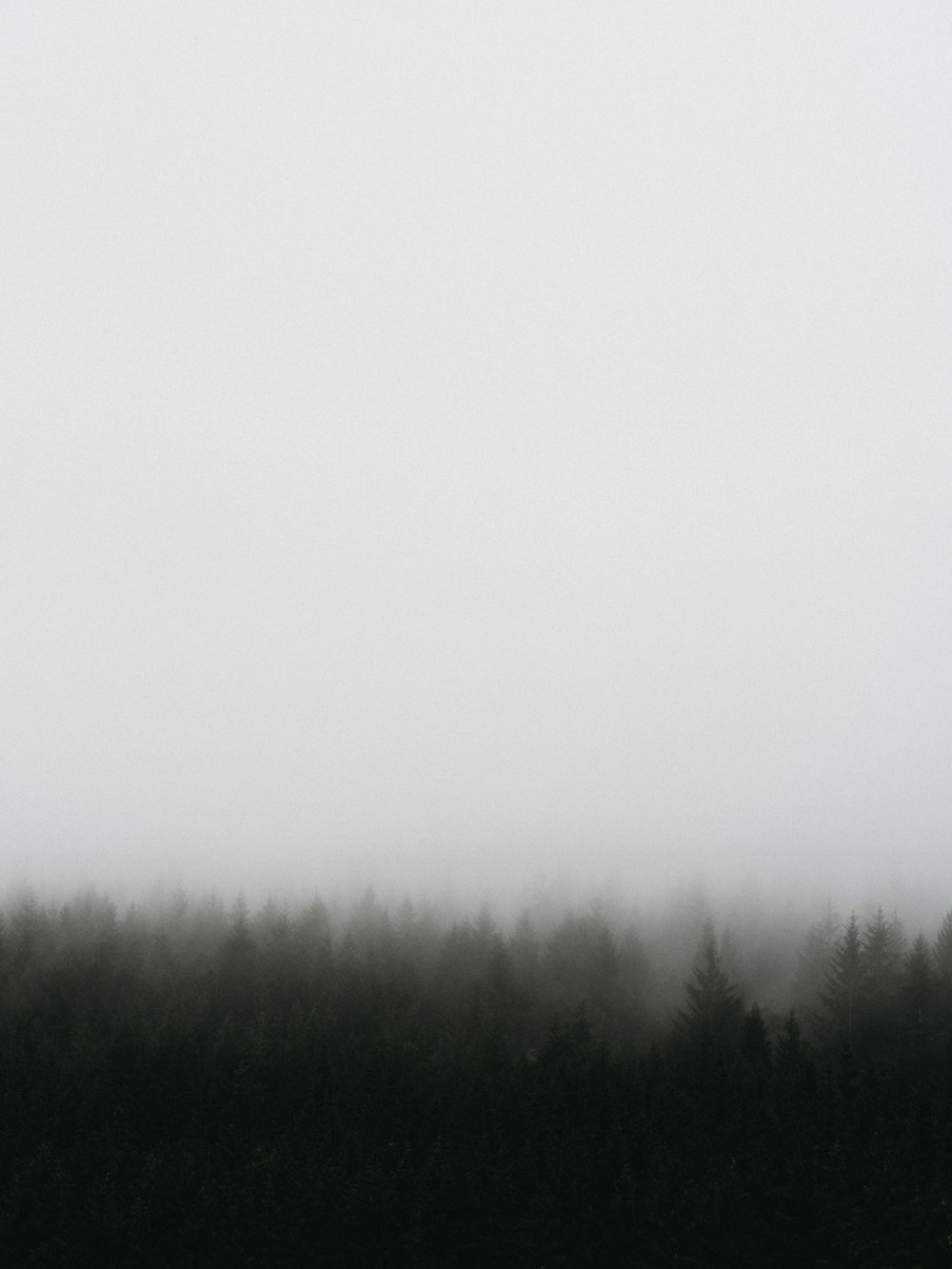 green trees during daytime