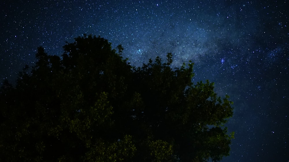 tree during night