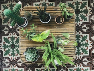 A variety of potted plants are arranged on a bamboo table set against an intricately patterned tile floor. The plants include a cactus, a succulent, and several leafy greens, each in separate containers, creating a harmonious display of natural elements indoors.
