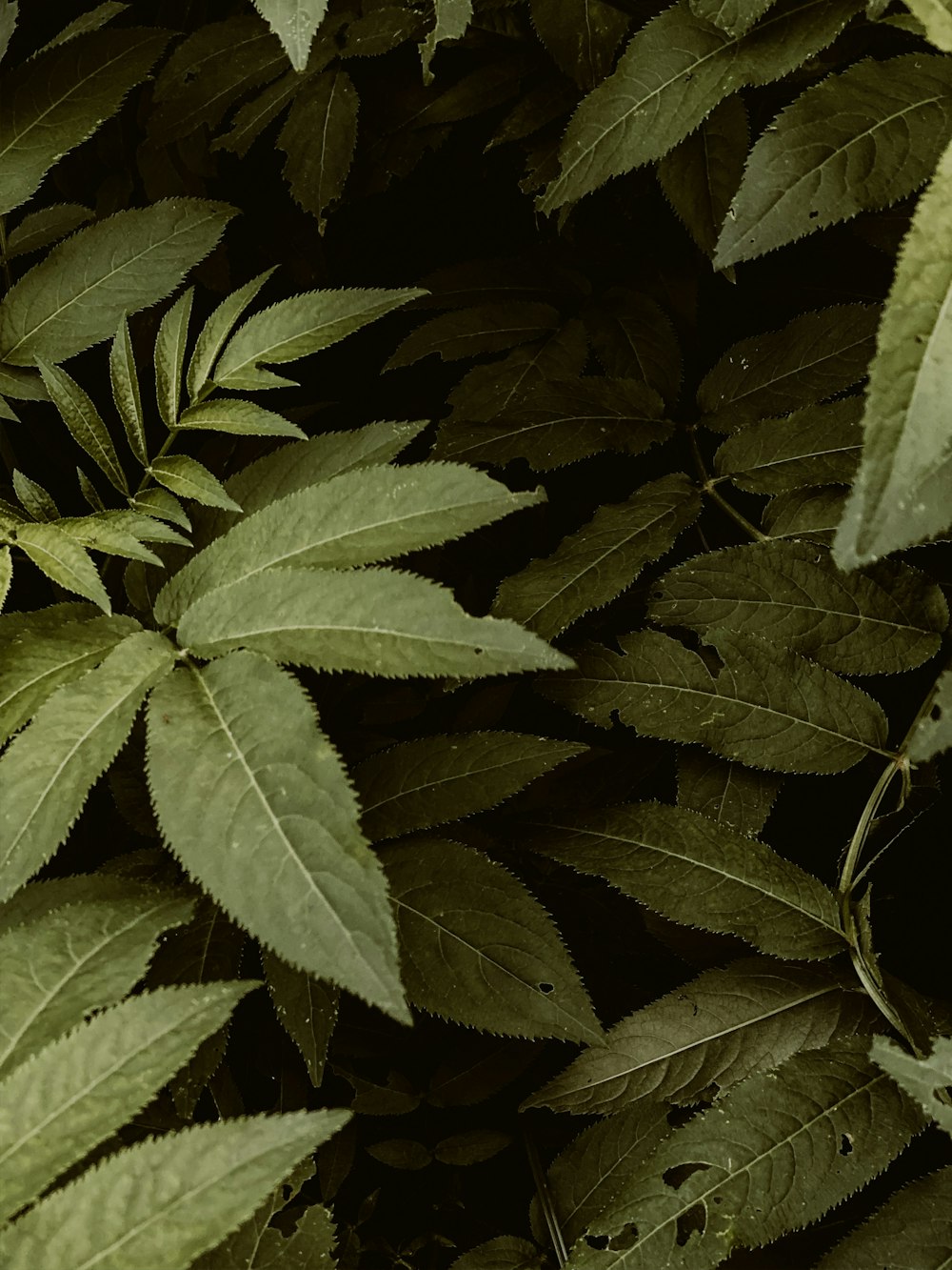 close-up photo of green leafy plant