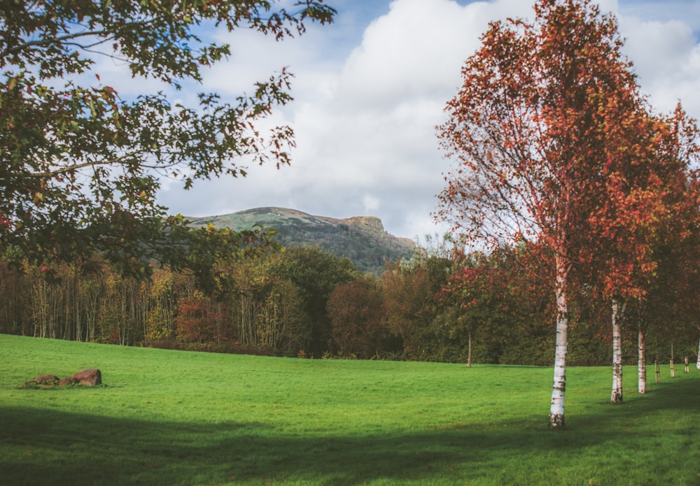 green grass field with trees during daytime