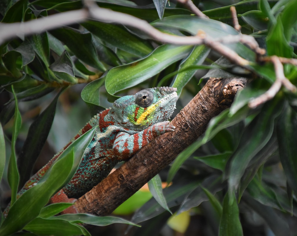 camaleón posado en la rama de un árbol