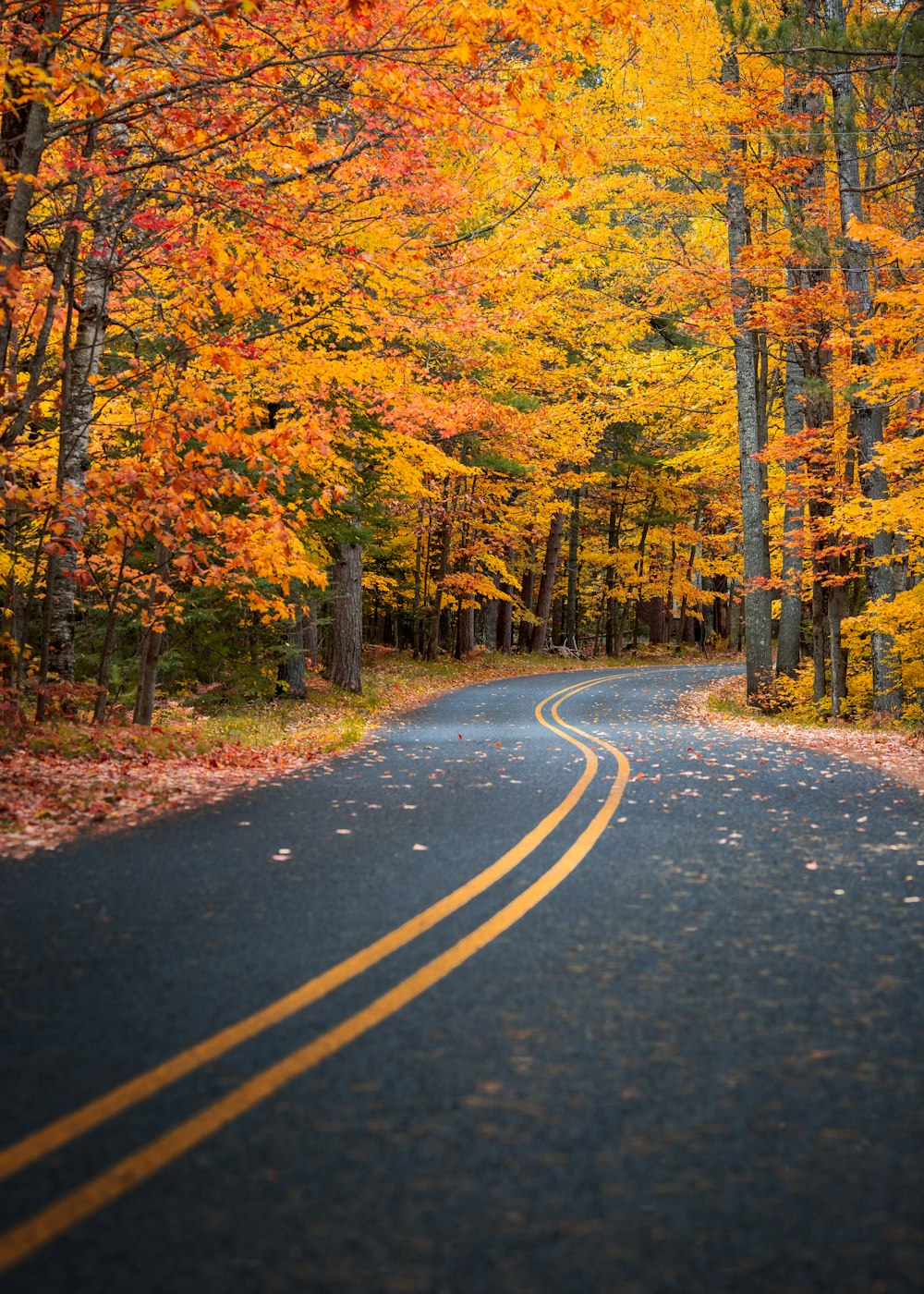 strada di cemento grigio tra alberi dalle foglie d'arancio