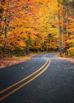 A two-lane road between orange autumn trees