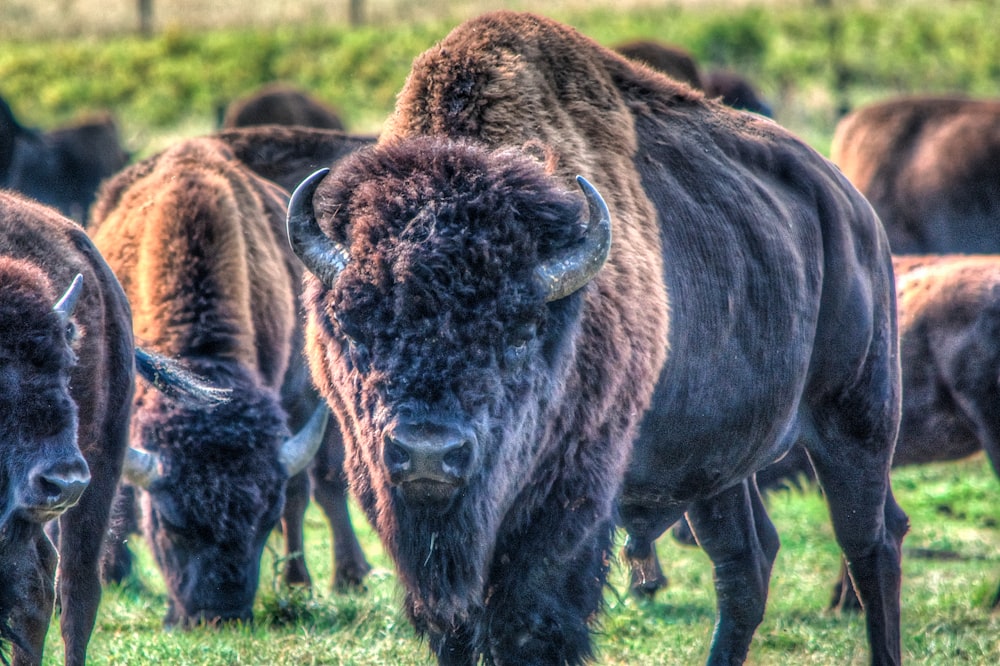 brown bisons on green grass during daytime