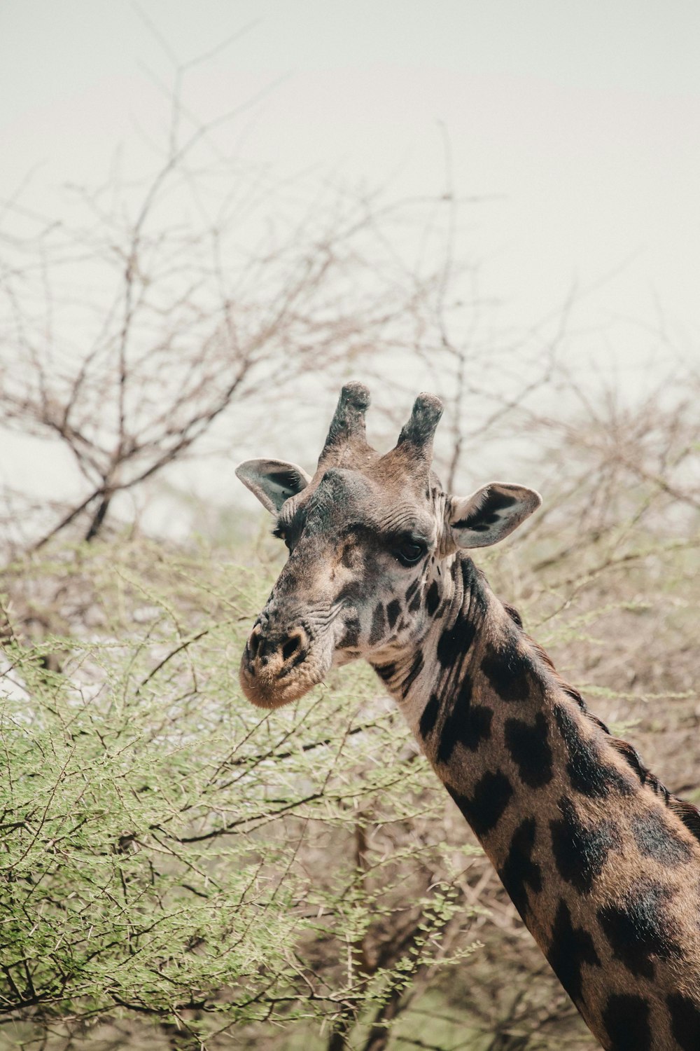 Foto mit flachem Fokus einer braunen Giraffe