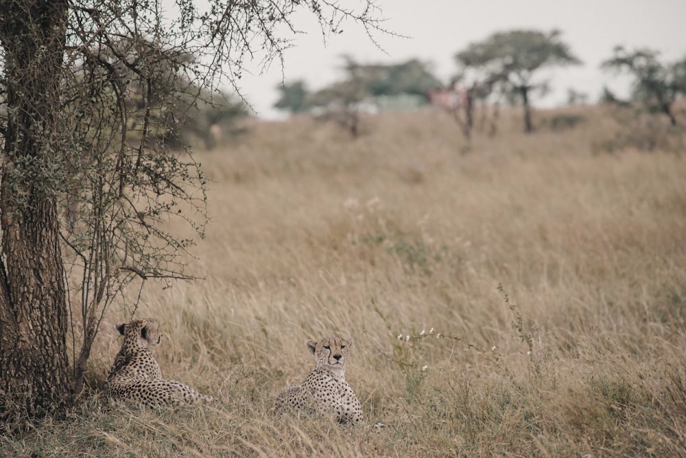 two cheetahs resting under the tree