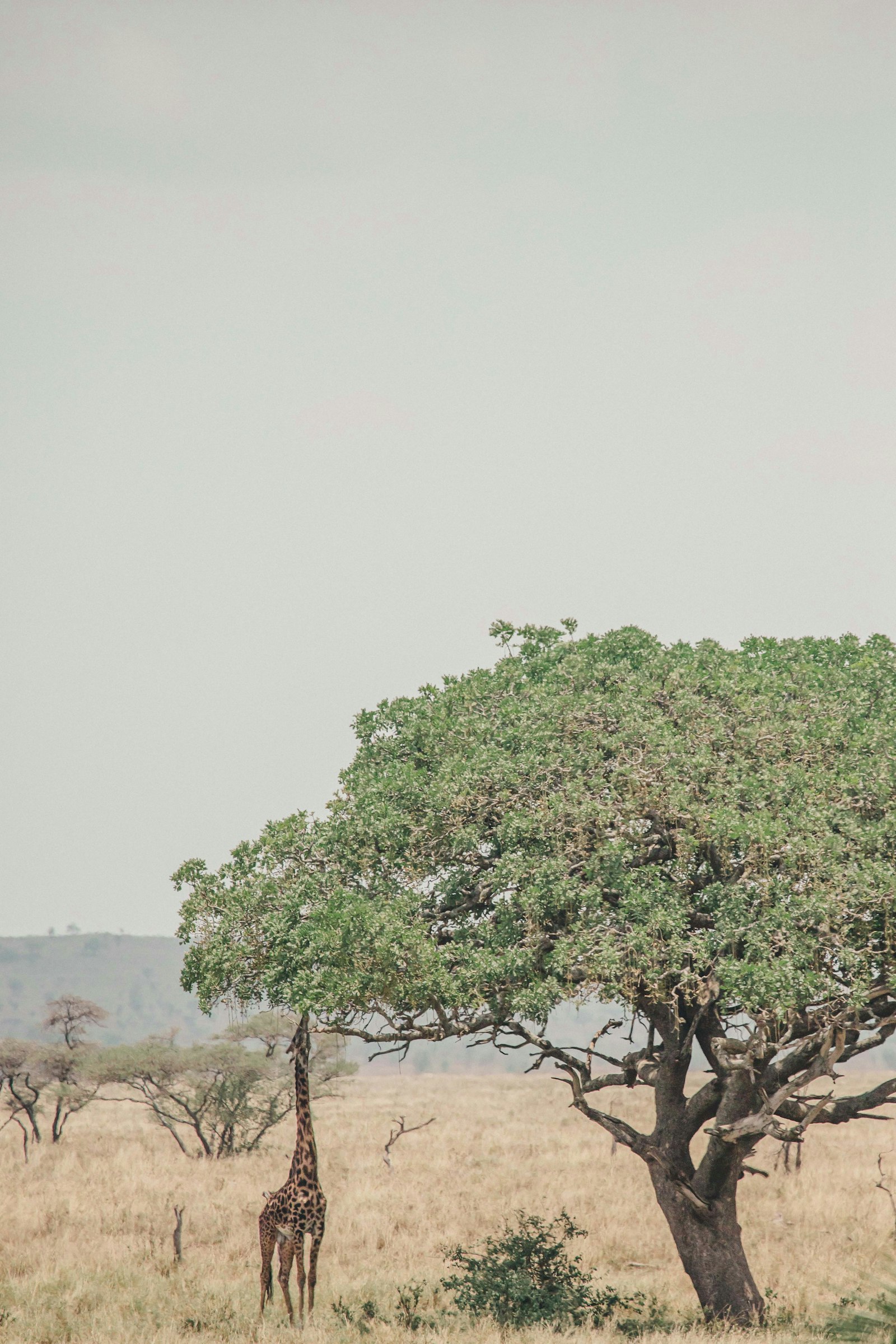 Canon EOS 6D Mark II + Canon EF 70-300mm F4-5.6L IS USM sample photo. Giraffe standing near green photography