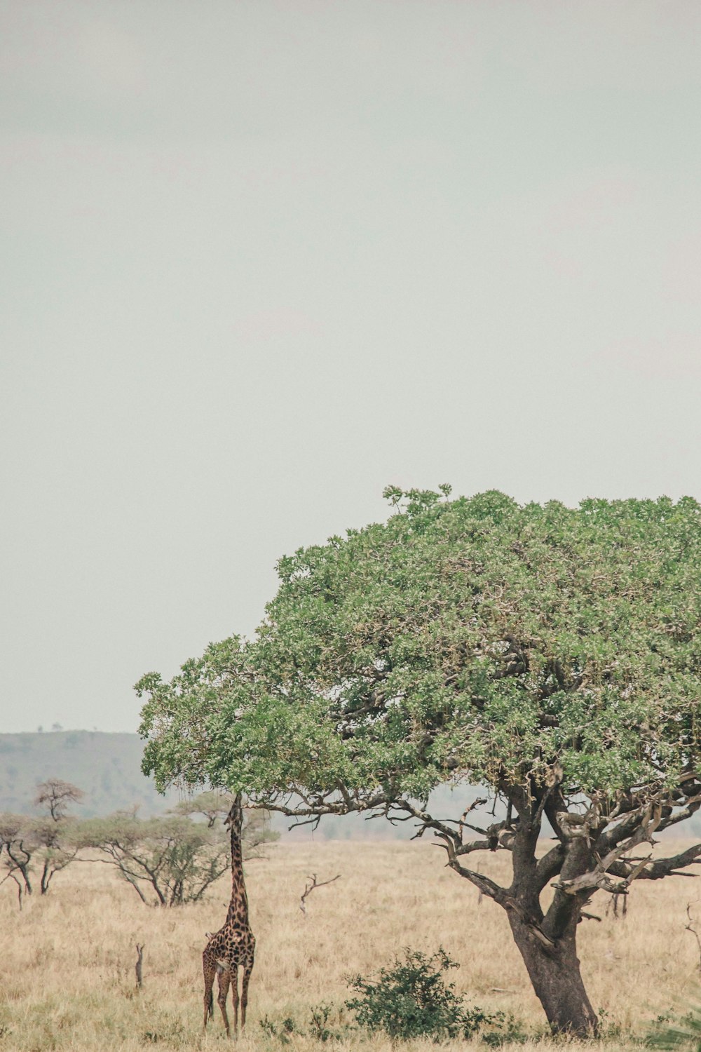 giraffe standing near green leafy tree