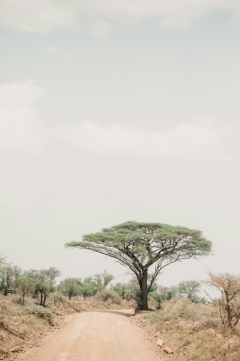 árbol verde