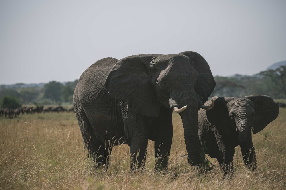 a couple of elephants standing on top of a dry grass field