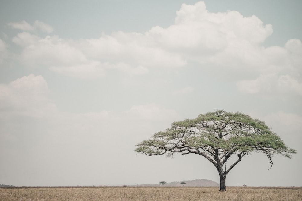 green leafy tree