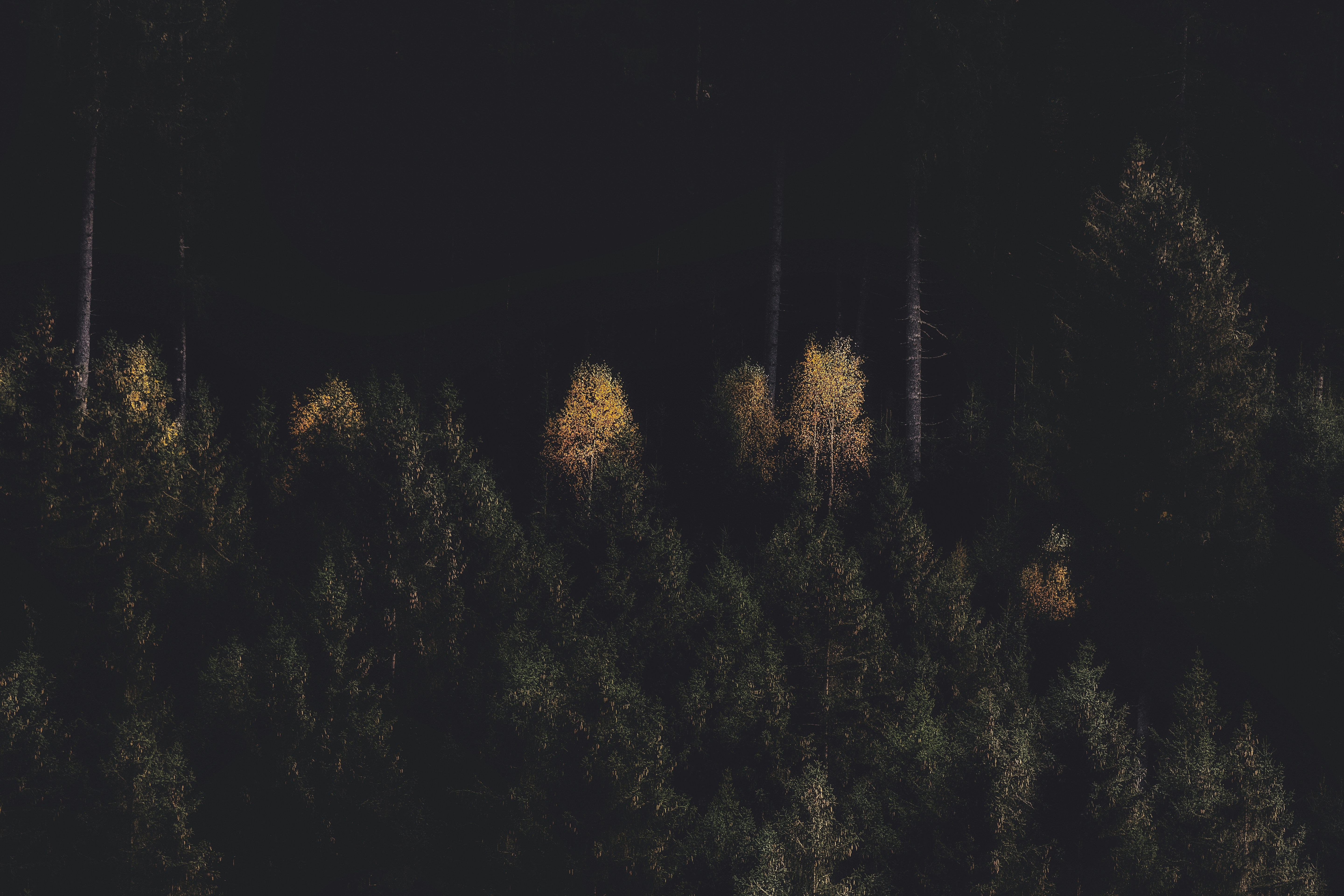 Yellow flower plants photo – Free Backgrounds Image on Unsplash