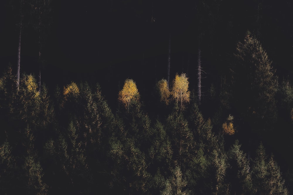 Yellow flower plants photo – Free Backgrounds Image on Unsplash