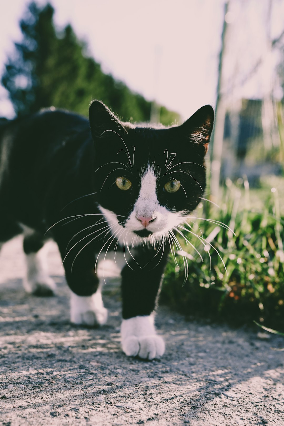 short-fur black and white cat