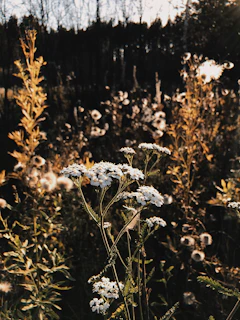 Golden hour light casting warm hues on wildflowers blooming beside a forest path.