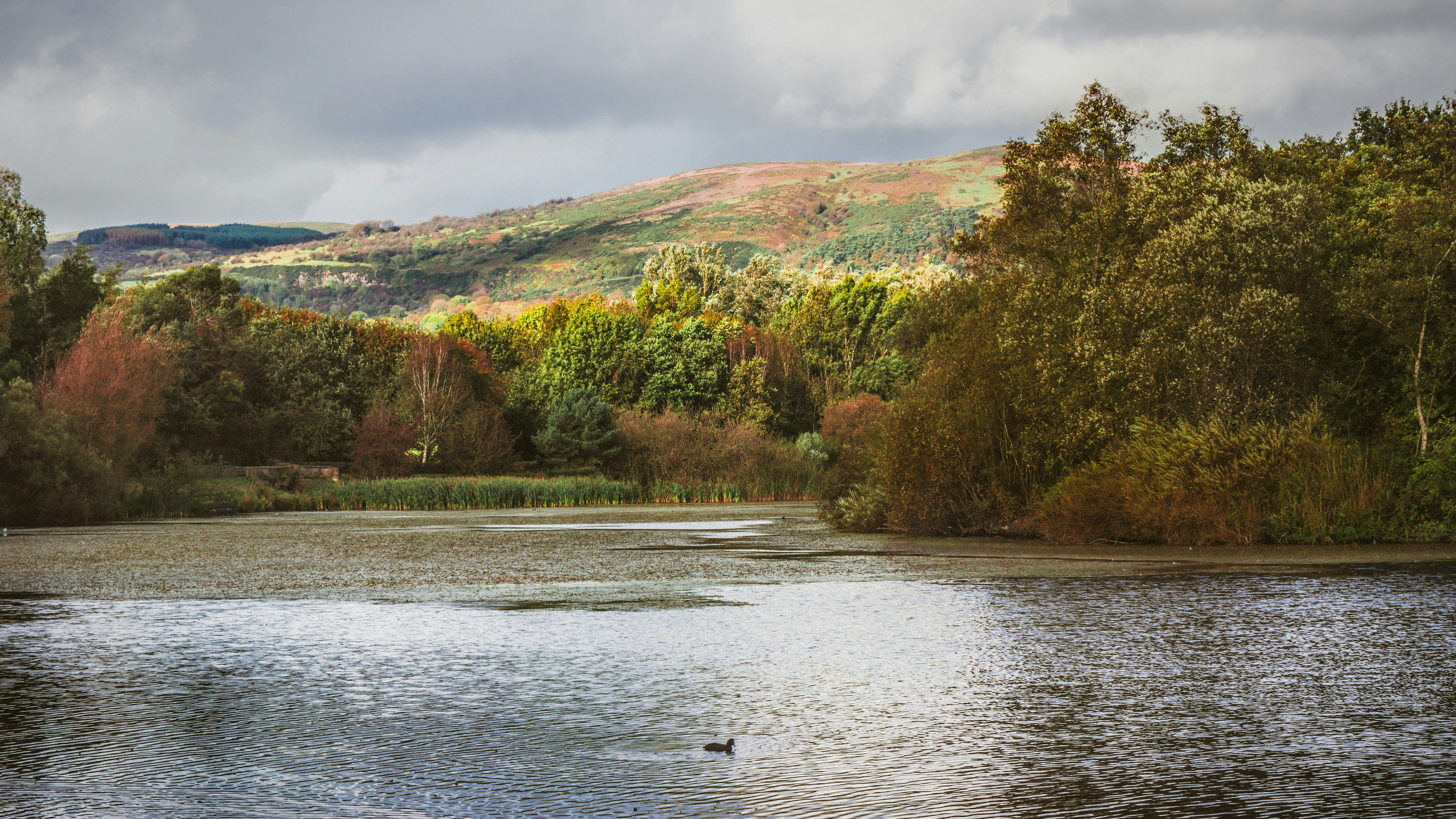 A lone duck swim across Waterworks lake amongst the deciduous trees  displaying their autumnal foliage under Divis Mountain.